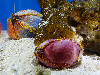 アデヤカキンコ