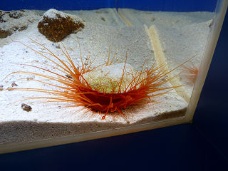 ウコンハネガイ