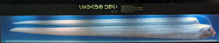 リュウグウノツカイ