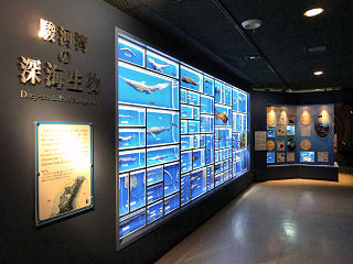 深海生物コーナー