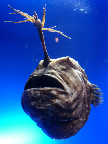 チョウチンアンコウ