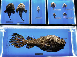 ビワアンコウなど