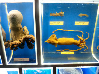 クロダコ、カギイカ