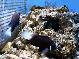 マックローキーズアネモネフィッシュ