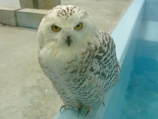 こっちは猛獣? シロフクロウ
