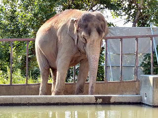 アジアゾウ