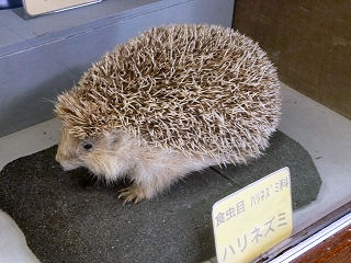 ハリネズミの標本
