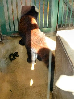 レッサーパンダ