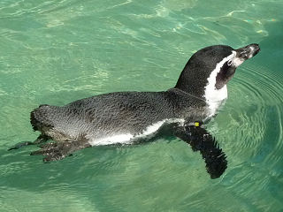 フンボルトペンギン