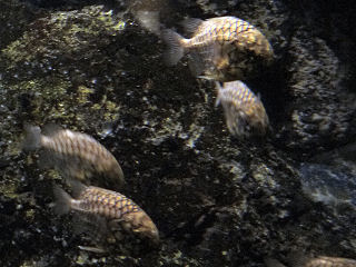 マツカサウオ