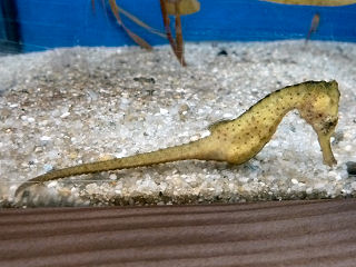 タツノオトシゴ