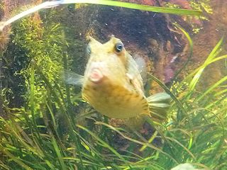 ウミスズメ