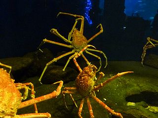 タカアシガニ