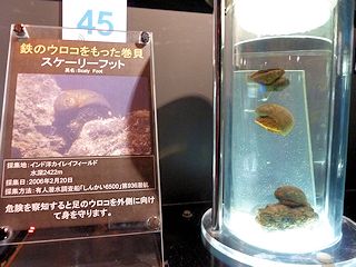スケーリーフット