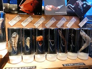 深海魚の標本たち