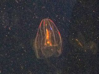カブトクラゲ