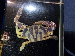 シマイシガニ