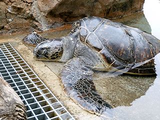 ウミガメ