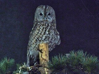 モリフクロウ