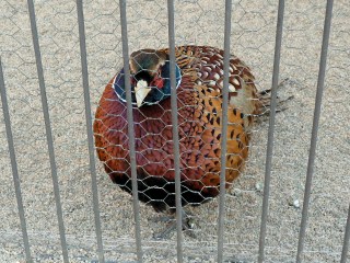 檻の中のコウライキジ