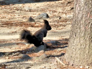 野生のリス