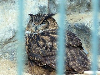 ワシミミズク