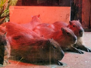 カピバラ