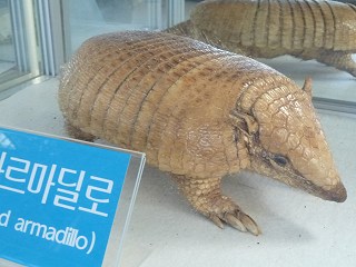 アルマジロの標本