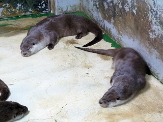 カワウソ