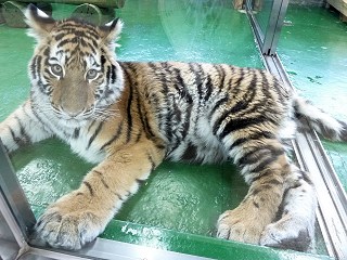 子トラ