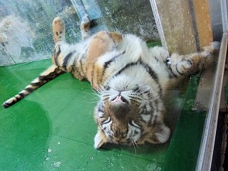 子トラ