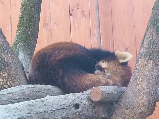 レッサーパンダ