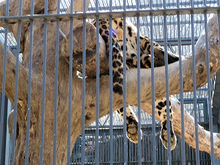 ジャガー