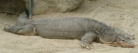 ミズオオトカゲ