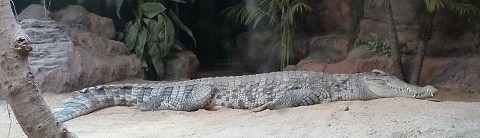 ワニ