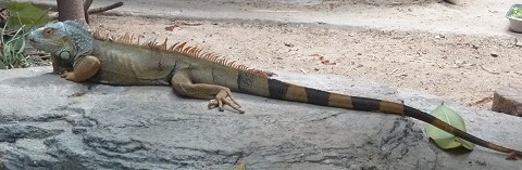 イグアナ