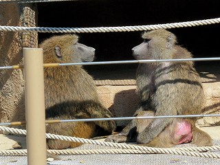 オリーブバブーン