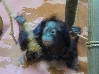 子オランウータン