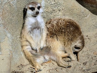 ミーアキャット