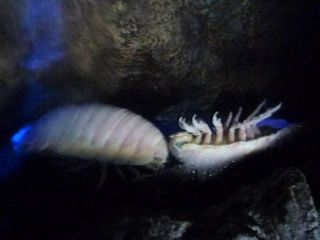 グソクムシ