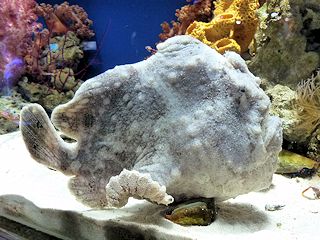 オオモンカエルアンコウ