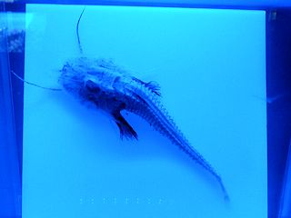 ヒゲキホウボウの標本