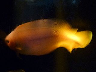 サケビクニン