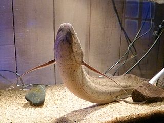 nCM