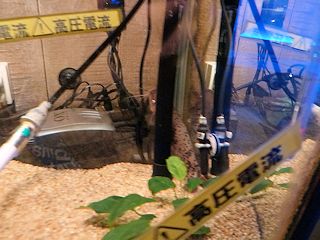 デンキナマズ