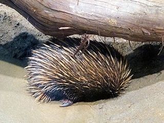 ハリモグラ