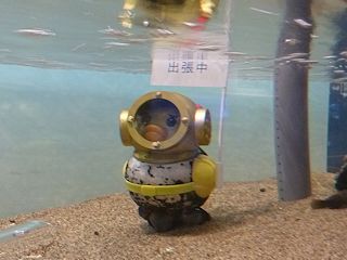 海猿アヒル