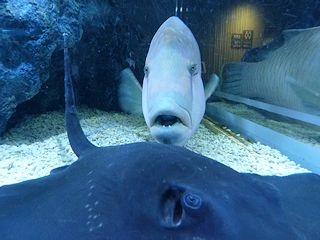 メガネモチノウオ
