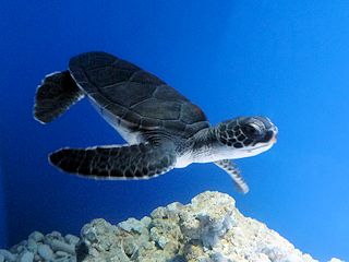 アオウミガメ
