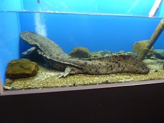 オオサンショウウオ